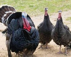 Hinduşka, yumurtası və cücəsi satılır