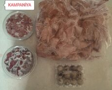 Bildirçin Əti Kampaniya