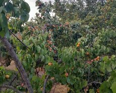 1hektar 16 sot əkin torpaq