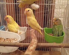 Nerazluçniki tutuquşuları