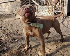 Pitbul pitbull rednouse