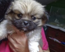 Oynagan pekines sirin tuvalet terbiyesi var karlikdi