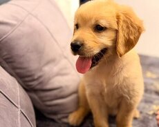 Golden Retriver Dişi