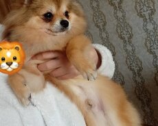 Pomeran spits mini miwka