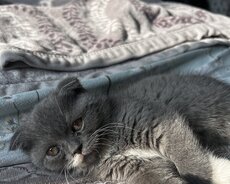 Britan şotland balası