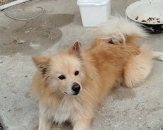 Spitz 1yas 4ayril erkek unvan Hövsan