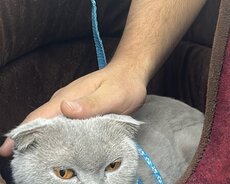 Şortkand cins pişik 50 manata satilir