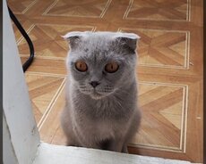 Şotland cins pişikdi hec bir problemi yoxdu