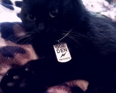 6 ayliq diwi wotland piwik satilir