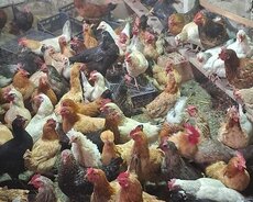 Damazliq Yumurtayan kend toyuqlarî satılır