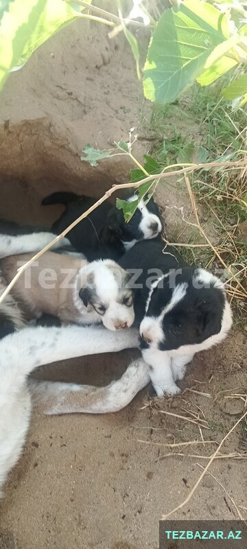 Border collie balasi Border collie balasi