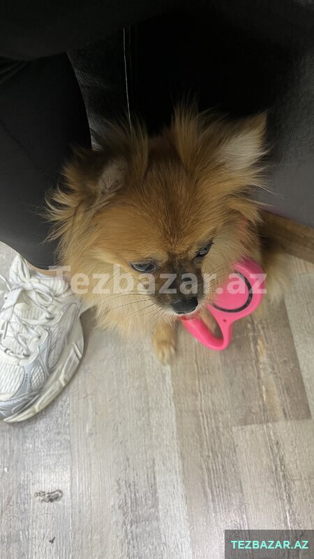 Satılır şpitz Satılır şpitz