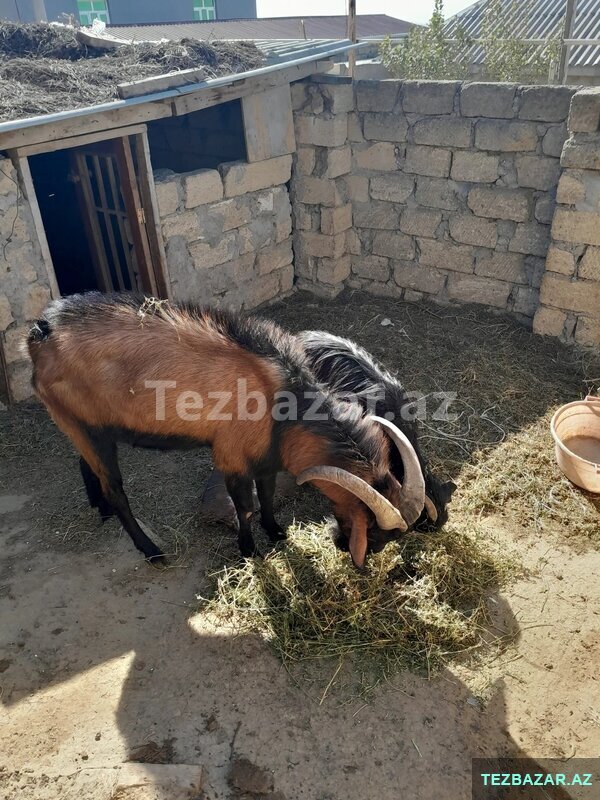 Keçi satilir Keçi satilir