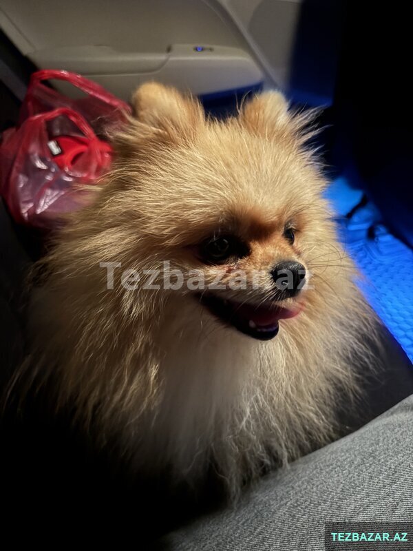 Shipts Pomeranz Shipts Pomeranz