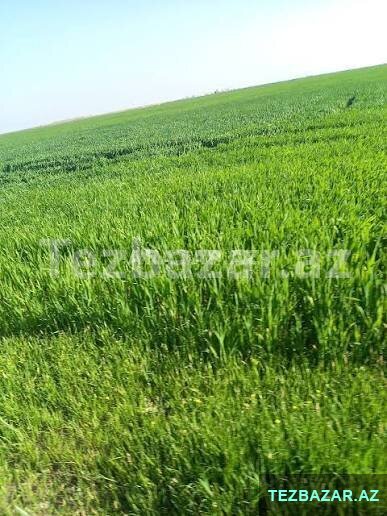 Torpaq Icareye Verilir Torpaq Icareye Verilir