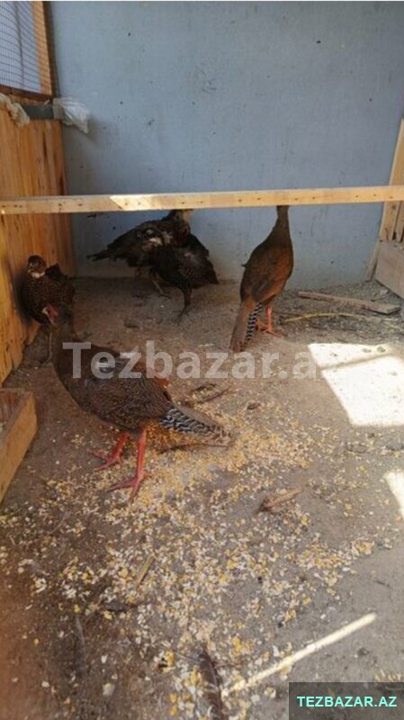 Gümüşü Qırqovullar satılır Gümüşü Qırqovullar satılır