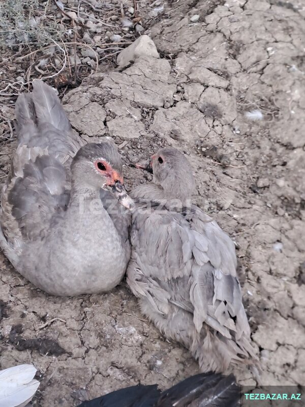 Lal ördək Lal ördək