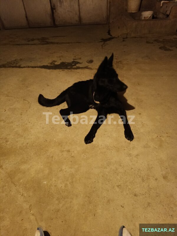 9 aylıq dışi german sthipert şam sağlam və aktif 9 aylıq dışi german sthipert şam sağlam və aktif